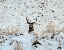 Mule deer hunting in Montana with a hunting guide. Redbone Outfitting is an experienced Montana Hunting Outfitting business. 